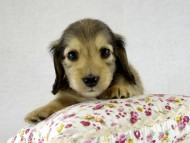 カニヘンダックス　シェーデットクリーム男の子