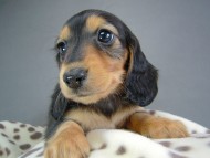 カニヘン　子犬　ブラタン女の子