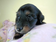 カニヘン　子犬　ブラタン女の子