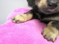 カニンヘン ダックスフンド 子犬 ブラッククリーム 男の子 カニンヘン ダックスフンド 子犬 ブラッククリーム 男の子