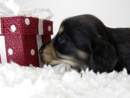 カニンヘン ダックスフンド 子犬 ブラッククリーム 女の子