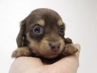 カニンヘン ダックスフンド 子犬 チョコ＆クリーム 女の子