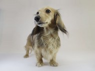 シェリー カニンヘンダックス 女の子 シェリー カニンヘンダックス 女の子