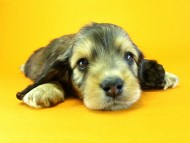 カニヘン　子犬　シェーデットクリーム　女の子