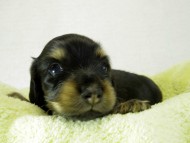 カニヘンダックス　仔犬　ブラッククリーム　男の子