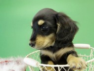 カニンヘンダックス 子犬 ブラック&クリーム男の子 カニンヘンダックス 子犬 ブラック&クリーム男の子