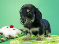 カニヘンダックス 子犬 ブラッククリーム男の子 カニヘンダックス 子犬 ブラッククリーム男の子