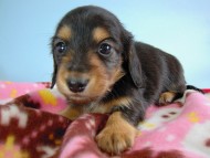 カニヘン　子犬　ブラタン女の子