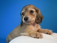 カニヘン　子犬　シェーデットクリーム男の子