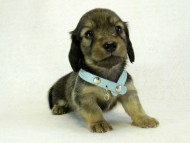 カニヘンダックス　子犬　シェーデットクリーム　男の子