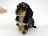 カニンヘン ダックスフンド 子犬 シルバーダップル男の子