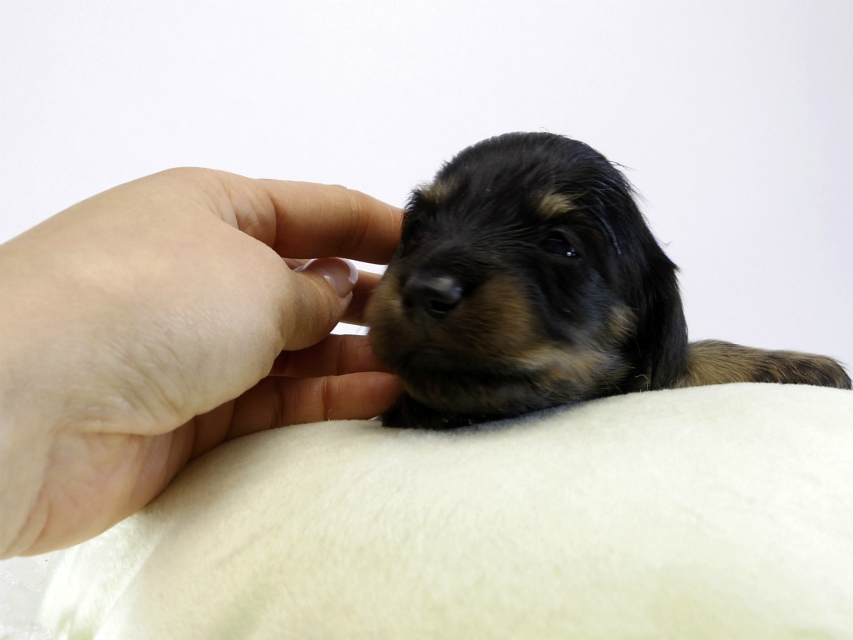 カニンヘン ダックスフンド 子犬 ブラッククリーム 男の子 カニンヘン ダックスフンド 子犬 ブラッククリーム 男の子