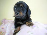 カニヘン 子犬 ブラタン女の子 カニヘン 子犬 ブラタン女の子