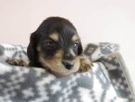 カニヘン 子犬 ブラクリ 男の子 カニヘン 子犬 ブラクリ 男の子