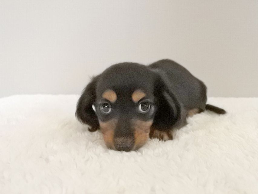 カニンヘンダックスフンド スワン & ジムダンディの子犬 ブラタン 男の子(1)074 カニンヘンダックスフンド スワン & ジムダンディの子犬 ブラタン 男の子(1)