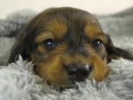 ミニチュワ　子犬　レット男の子