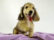 カニヘンダックス　子犬　シェーデットクリーム　男の子