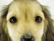 カニヘンダックス　シェーデットクリーム　男の子