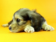 カニヘン 子犬 シェーデットクリーム 女の子 カニヘン 子犬 シェーデットクリーム 女の子