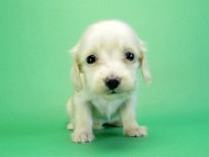 カニヘンダックス 子犬 ピュアクリーム女の子 カニヘンダックス 子犬 ピュアクリーム女の子