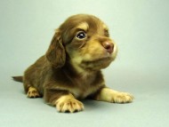 カニンヘンダックスフンド　チョコクリーム　子犬　男の子♪