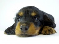 カニンヘンダックス 子犬 ブラタン男の子 カニンヘンダックス 子犬 ブラタン男の子