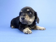 カニンヘン ダックスフンド 子犬 ブラッククリーム 男の子 カニンヘン ダックスフンド 子犬 ブラッククリーム 男の子