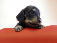 カニンヘン ダックスフンド 子犬 ブラッククリーム 男の子