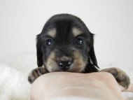 カニンヘン ダックスフンド 子犬 ブラッククリーム 男の子 カニンヘン ダックスフンド 子犬 ブラッククリーム 男の子