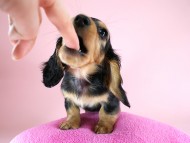 カニヘン 子犬 ブラタン女の子 カニヘン 子犬 ブラタン女の子