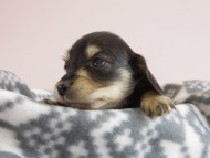 カニヘン 子犬 ブラクリ 男の子 カニヘン 子犬 ブラクリ 男の子