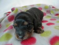 カニヘン 子犬 ブラックタン男の子 カニヘン 子犬 ブラックタン男の子