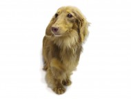 カニンヘン Choco.mi チョコレートタン カニンヘン Choco.mi チョコレートタン