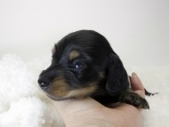 カニンヘン ダックスフンド 子犬 ブラッククリーム 男の子