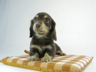 カニヘン　子犬　チョコクリ女の子