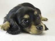 ミニチュワ　子犬　ブラッククリーム女の子