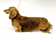 ミニチュアダックス 「ジムダンディー」