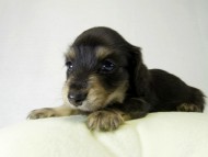 カニンヘンダックス　子犬　ブラッククリーム男の子
