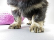 カニンヘン ダックスフンド 子犬 ブラッククリーム 男の子 カニンヘン ダックスフンド 子犬 ブラッククリーム 男の子