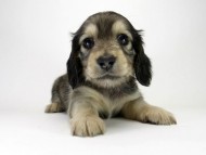 カニンヘン ダックスフンド 子犬 シェーデットクリーム 女の子 カニンヘン ダックスフンド 子犬 シェーデットクリーム 女の子