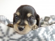 カニヘン 子犬 ブラクリ 男の子 カニヘン 子犬 ブラクリ 男の子