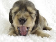 カニンヘン 子犬 シェーデットクリーム女の子 カニンヘン 子犬 シェーデットクリーム女の子