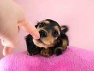 カニヘン　子犬　ブラタン女の子