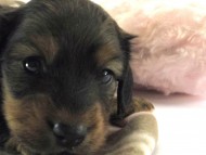 カニンヘン ダックスフンド 子犬 シェーデットレット 男の子 カニンヘン ダックスフンド 子犬 シェーデットレット 男の子