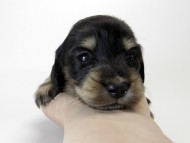 カニンヘン ダックスフンド 子犬 ブラック＆クリーム 男の子