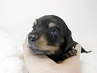 カニンヘン ダックスフンド 子犬 ブラッククリーム 男の子