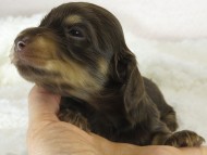 ななこの子　チョコクリ女の子