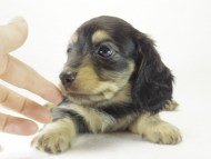 ミニチュワ　子犬　ブラッククリーム女の子