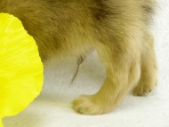 カニヘンダックス　シェーデットクリーム　男の子