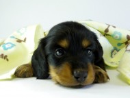 カニンヘンダックス　子犬　ブラタン男の子